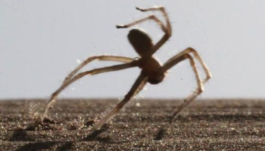 Morocco : 6.6 Feet Jumps by a Spider to Escape its Predators