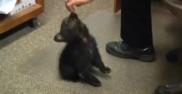 Myrtle Creek : Adorable bear cub charms police in Oregon
