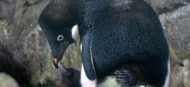 New bird flu detected in Antarctica, Study