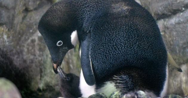 New bird flu detected in Antarctica, Study
