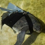 Prosthetic fin helps injured turtle