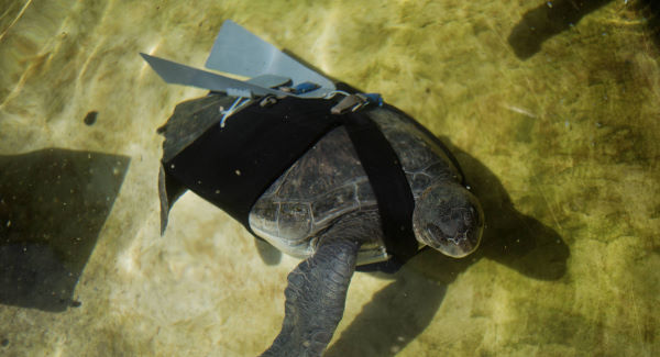 Prosthetic fin helps injured turtle