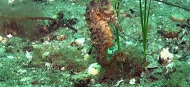 Rare seahorse spotted in Nova Scotian waters