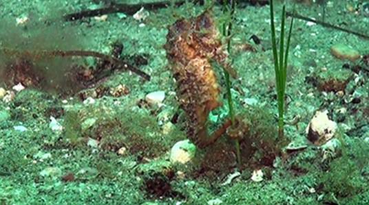Rare seahorse spotted in Nova Scotian waters (Video)