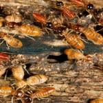 Researchers decipher first termite genome