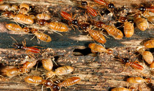 Researchers decipher first termite genome