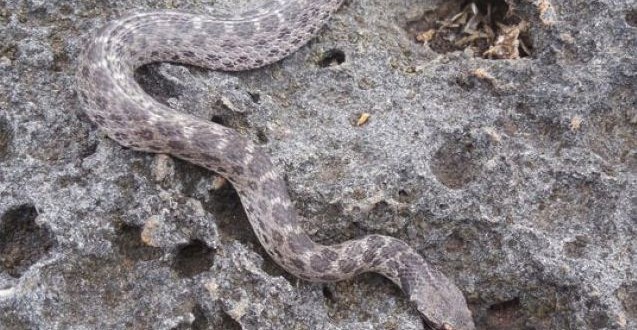 Researchers discover lost species of nightsnake in Mexico