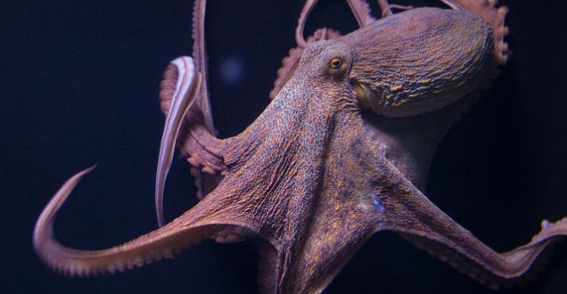 Researchers solve mystery of why octopuses do not tie themselves up in knots