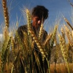 Rising CO2 'will influence' grain nutrition, study finds