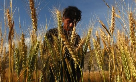 Rising CO2 ‘will influence’ grain nutrition, study finds