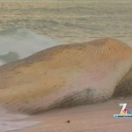 San Diego : Dead fin whale washes ashore again near border