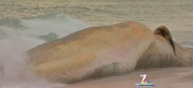 San Diego : Dead fin whale washes ashore again near border