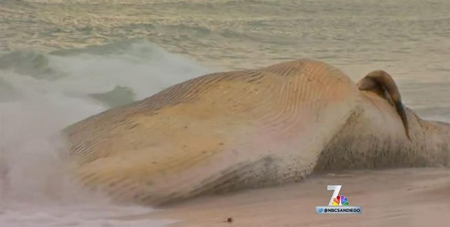 San Diego : Dead fin whale washes ashore again near border