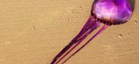 Sci-fi jellyfish spurs new species theory