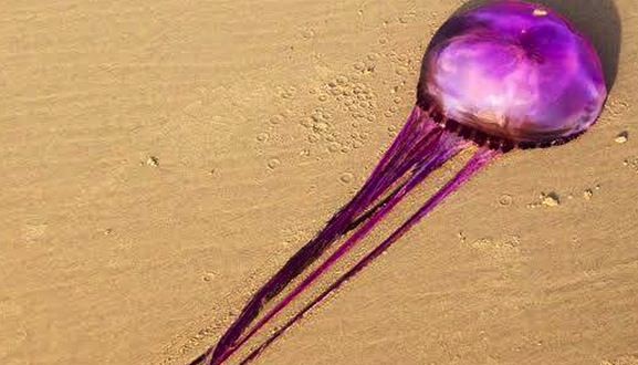 Sci-fi jellyfish spurs new species theory