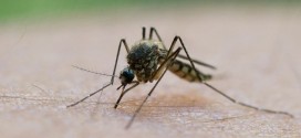 Scientists Explore New Target for Malaria Vaccine