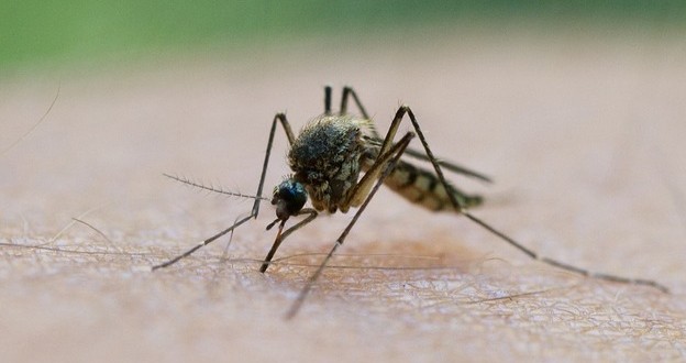 Scientists Explore New Target for Malaria Vaccine