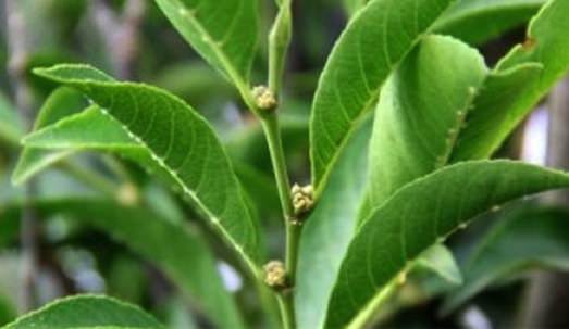 Scientists discover nickel-eating plant species