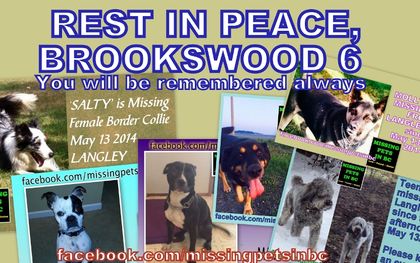 Six lost pets died in back of Langley dog walker's truck, searchers say