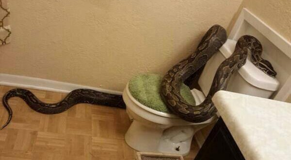 Snake in bathroom : Giant python takes a bath