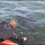 Tangled humpback set free in daring rescue