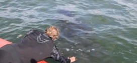 Tangled humpback set free in daring rescue