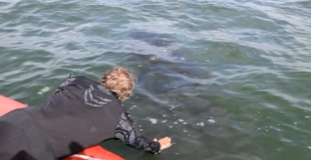 Tangled humpback set free in daring rescue