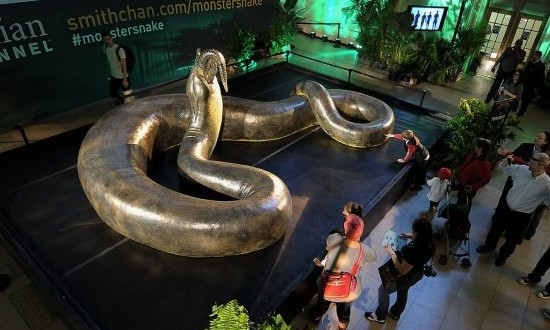 Titanoboa : This monster snake had crocs for dinner !