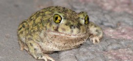 Toads causing concern in Madagascar, Report