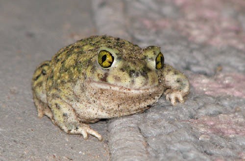 Toads causing concern in Madagascar, Report