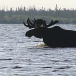 Two women in moose attack
