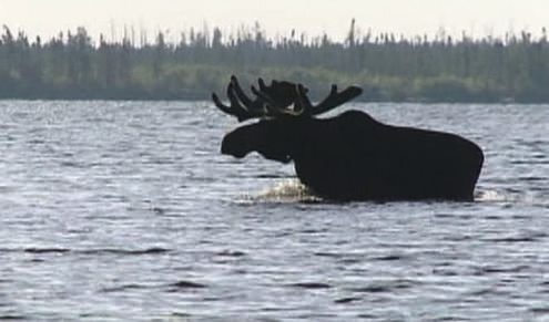 Two women in moose attack (Video)