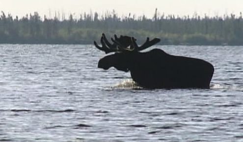 Two women in moose attack