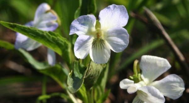 UK : Wicken Fen rare violet found at during survey