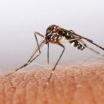 US : Florida reports three imported Chikungunya cases