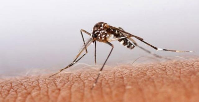 US : Florida reports three imported Chikungunya cases