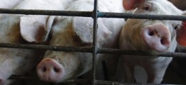 Virus epidemic : France to ban US, Canadian, Mexican, Japanese pigs