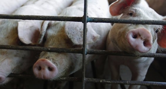 Virus epidemic : France to ban US, Canadian, Mexican, Japanese pigs