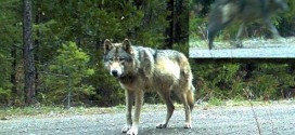 Wandering wolf may have found mate