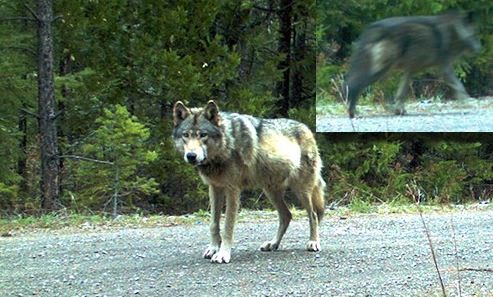 Wandering wolf may have found mate (Photo)