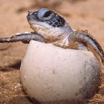 Warmer climate to suit female sea turtles, Study