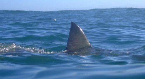 Woman Bitten By Shark Off Melbourne Beach