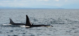 World's oldest orca whale spotted near Vancouver Island