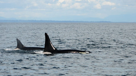 World’s oldest orca whale spotted near Vancouver Island (Photo)