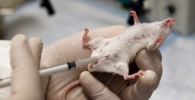 Young mouse blood may be the key to the fountain of youth, Report