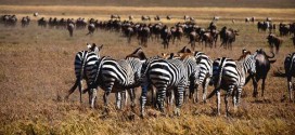 Collaring a Zebra to Track Its Record Migration