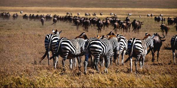 Collaring a Zebra to Track Its Record Migration