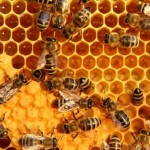Pesticides Likely Responsible for Honey Bee Decline, study shows