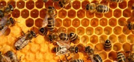 Pesticides Likely Responsible for Honey Bee Decline, study shows