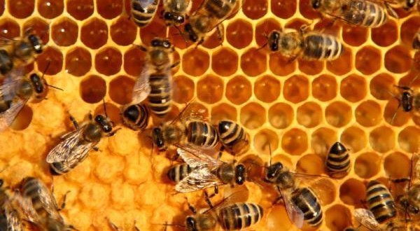 Pesticides Likely Responsible for Honey Bee Decline, study shows